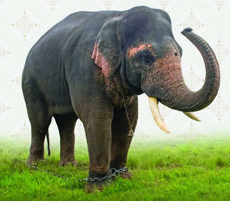 Ekalavya