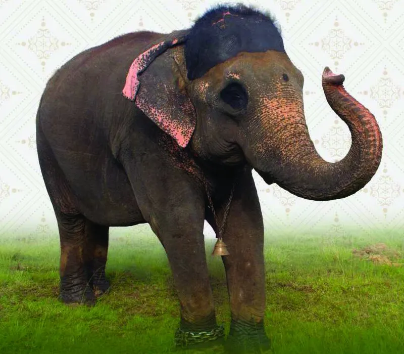 Roopa